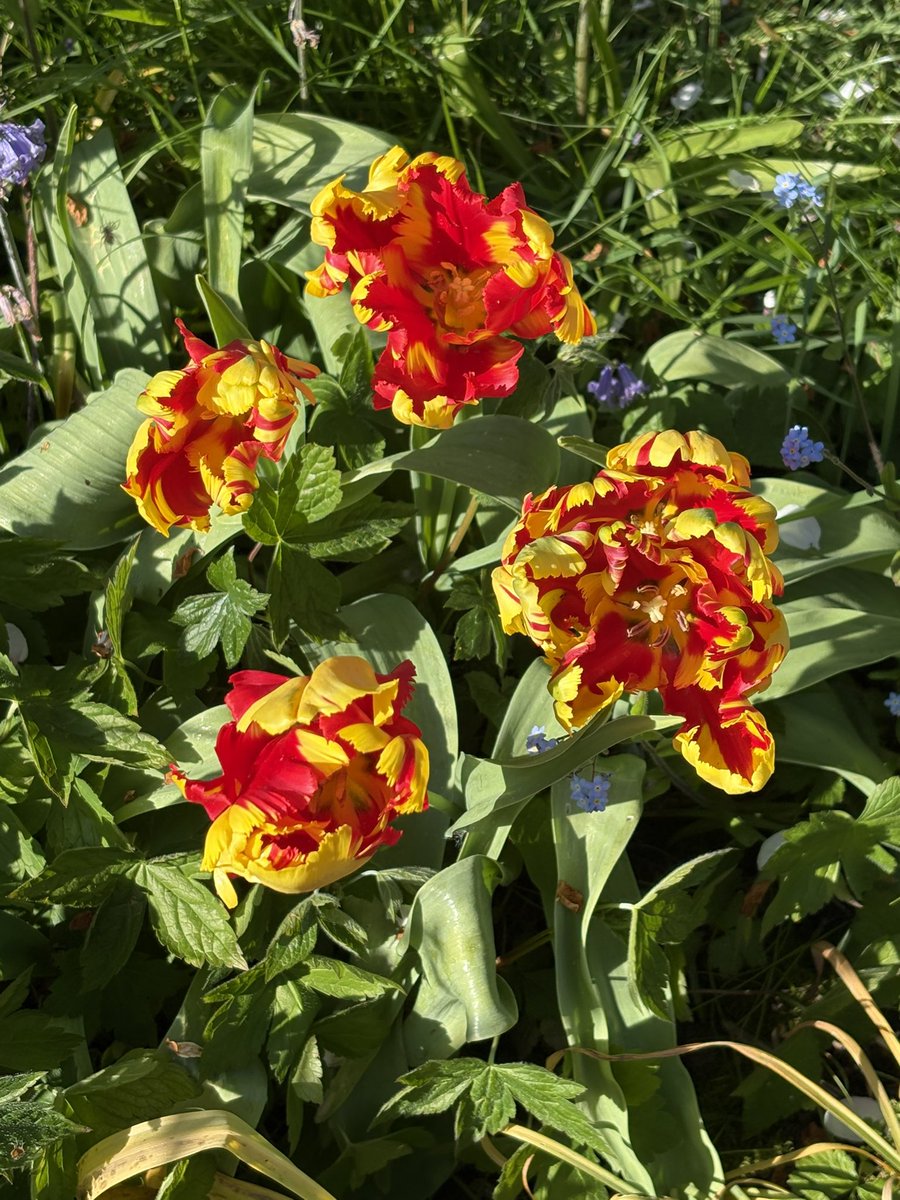 papaver's tweet image. Today’s favourite flock of parrots. #tulips #tuliptuesday #gardening #mygarden #gardeningtwitter #gardeningx