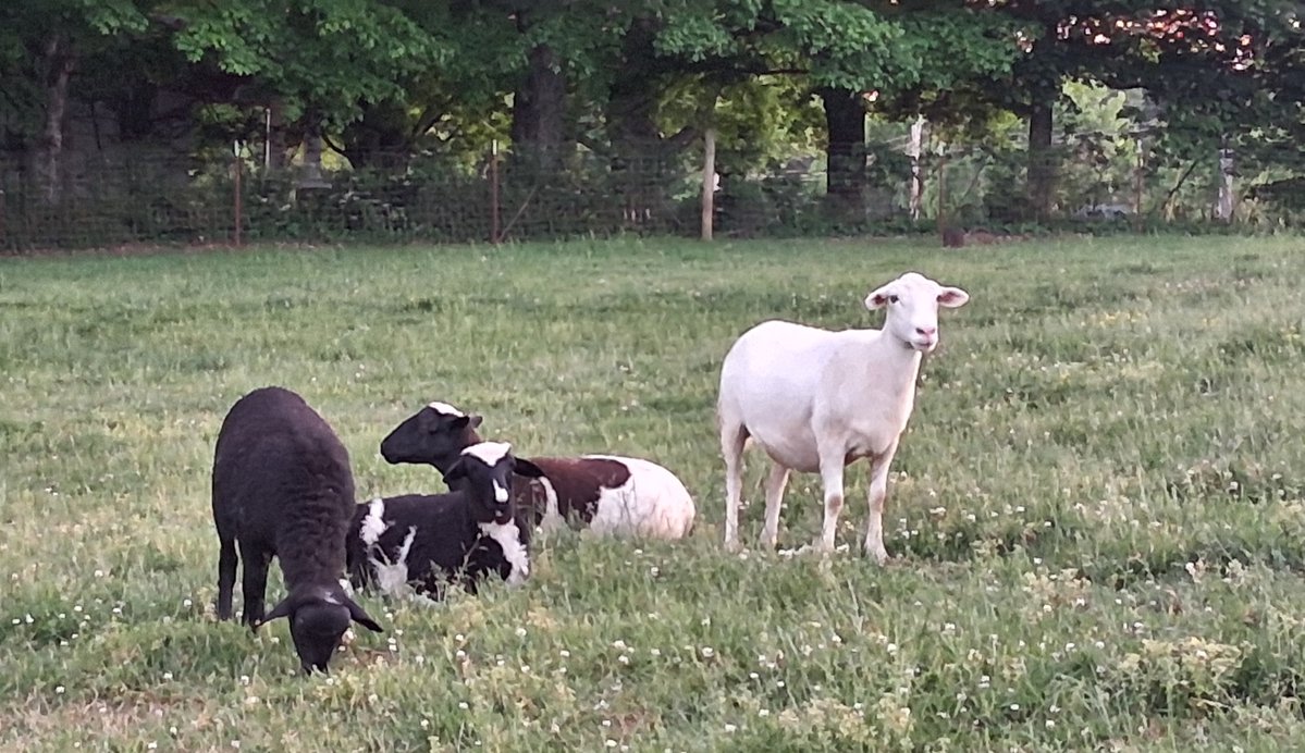 GlowsHaven's tweet image. Wishing you a Good Tuesday 🌞
May it be peaceful &amp;amp; filled with bliss 🦋
#positivity #farmlife #sheep
