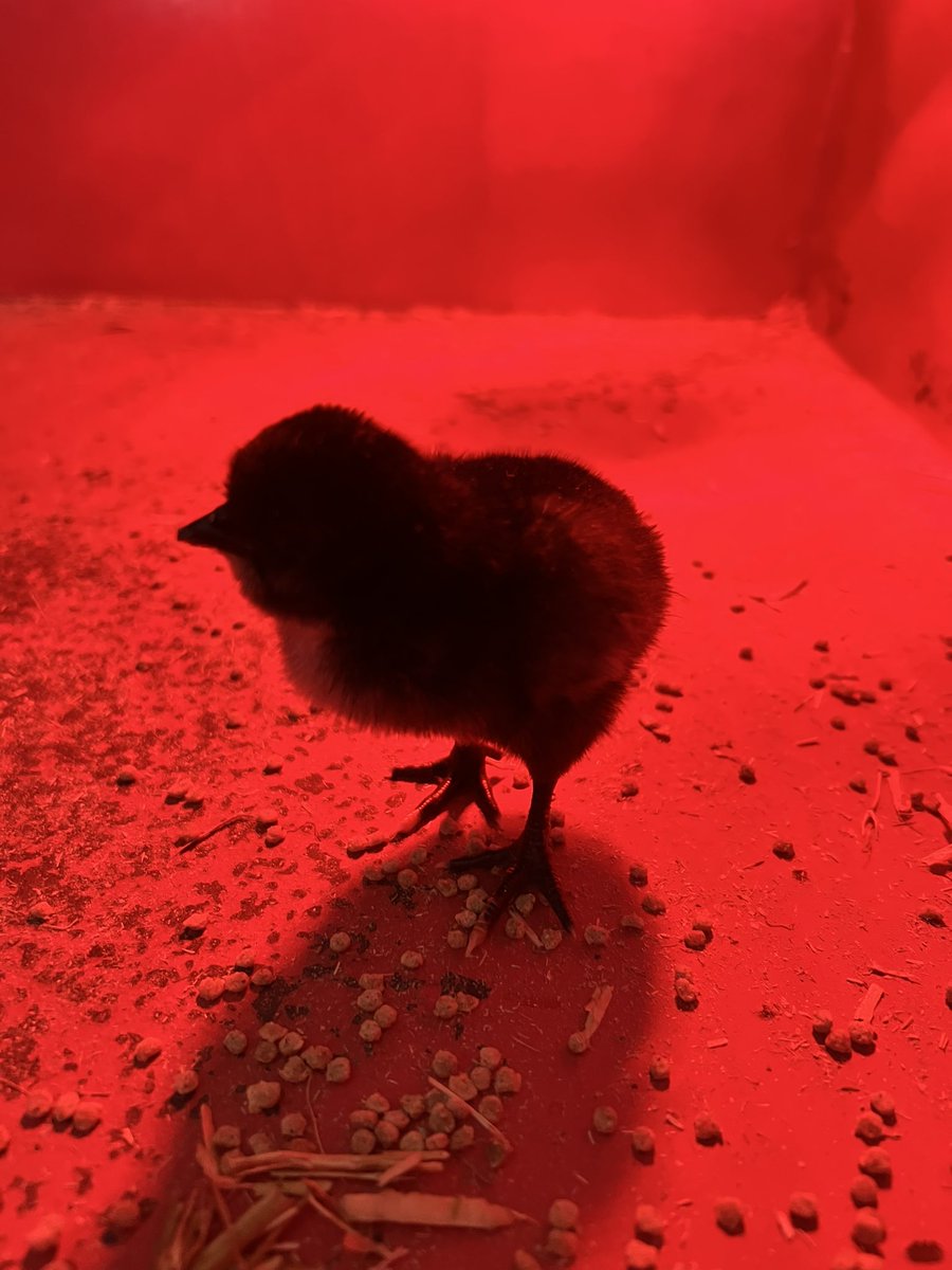 BishopHartyNS's tweet image. Our first little chick has hatched! 🐣 The excitement is building as we await the arrival of the ducklings next week 🦆🦆 🙌🏻
#nature #hatching #excitement @ToomeGAA @Toomecamogie @BallymackeyF @NenaghGuardian @BioDataCentre