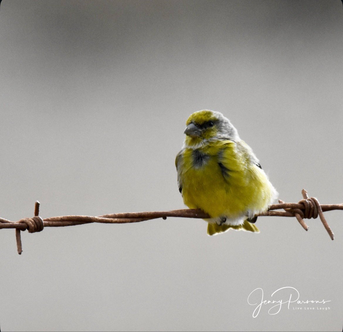 JennyPaPB's tweet image. Cape Canary all puffed up in the cold! A common endemic seen in the fynbos. Love the grey &amp;amp; mustard colouring of this little seedeater…

#fynbos #biodiversity #birdwatching #bird #birdphotography