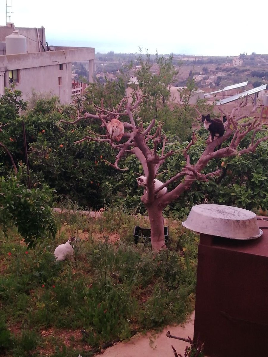 Ali Jezzini tweet media