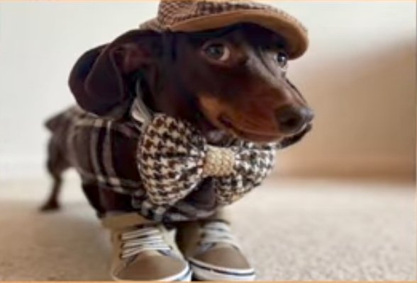 FLOATZEL tweet media