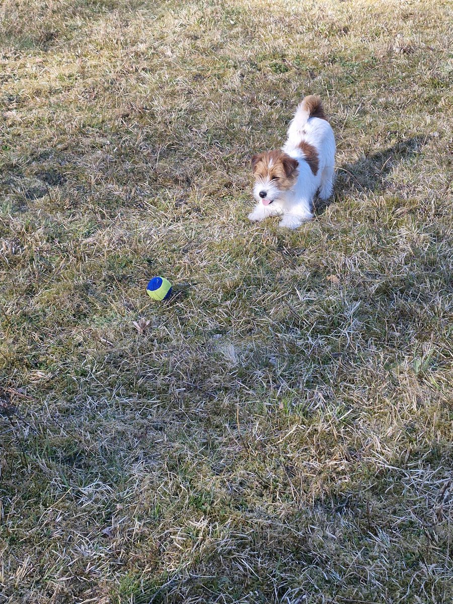 Idag fyller det här busfröt 1 år. Fantastiska hund!