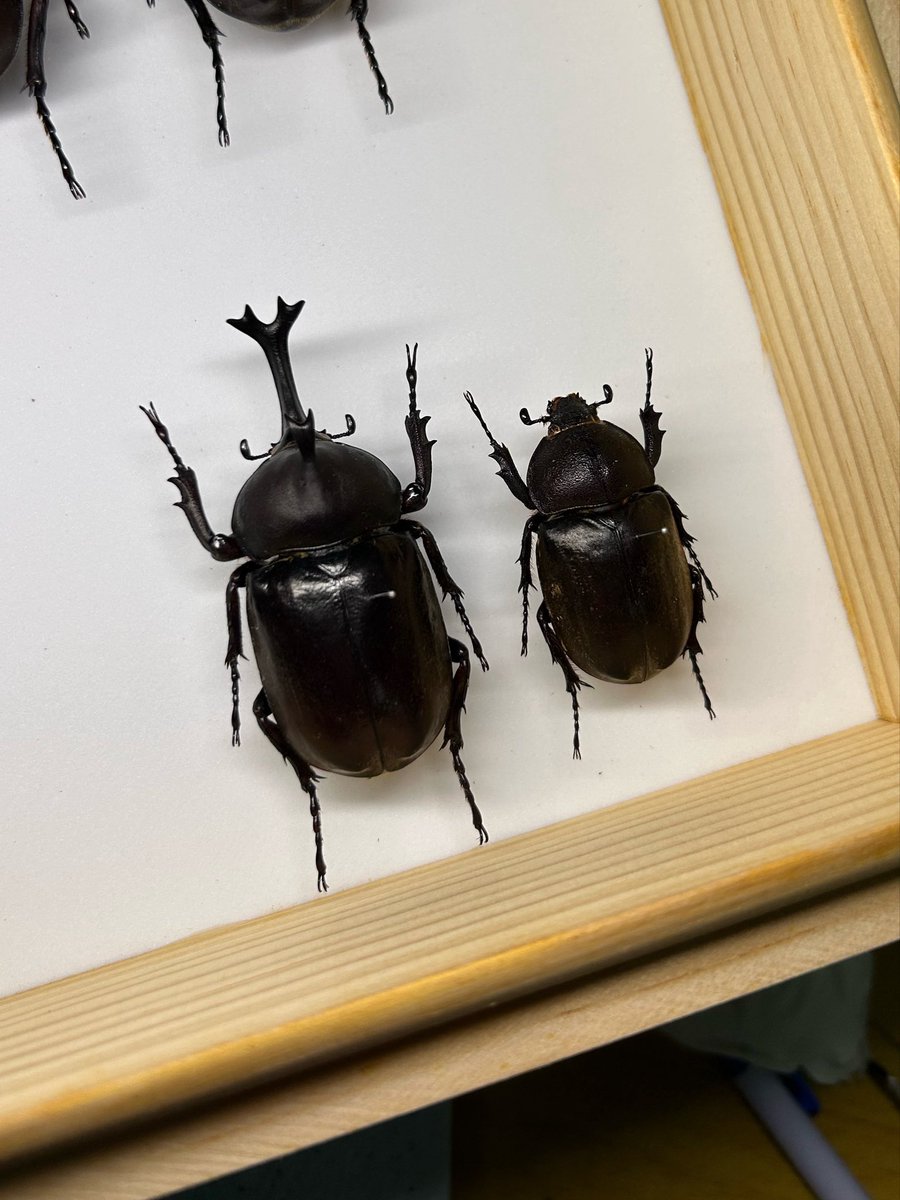 miyamalee's tweet photo. 硫黄島のカブトやでー https://t.co/fDzwGcQ2wE