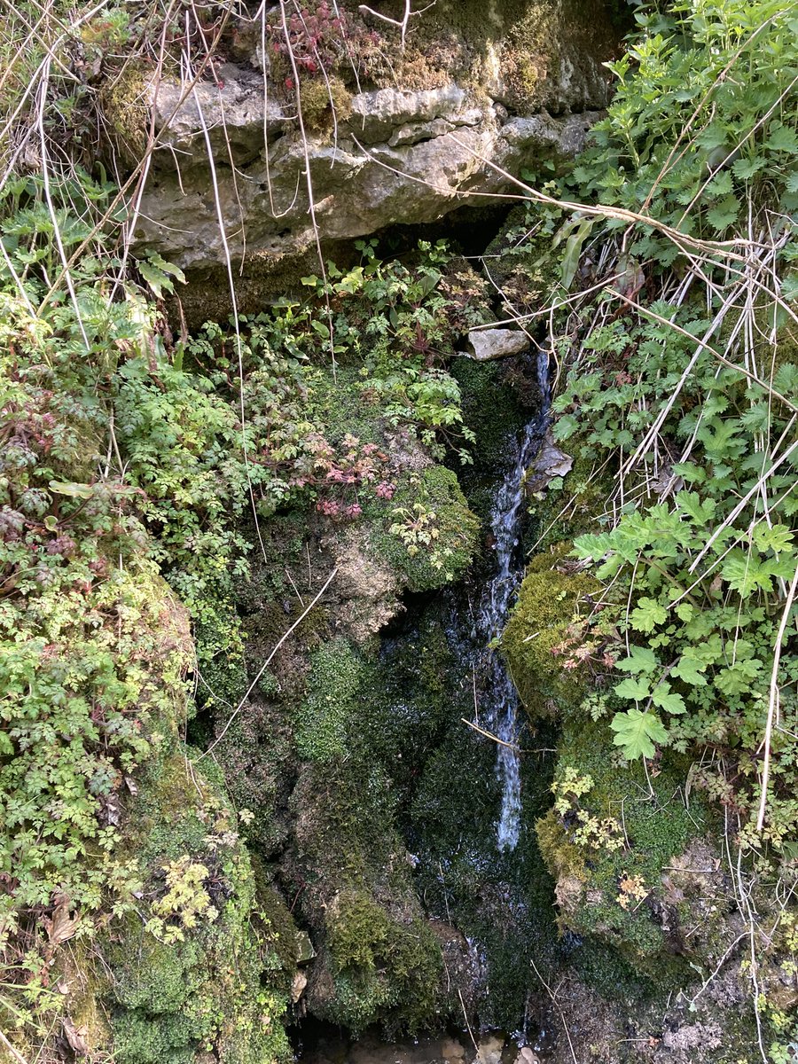 DfsStubbs's tweet image. #streams and #springs running into the #River #Wye in #MillersDale in #Derbyshire #Dales #PeakDistrict