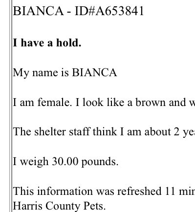 PawsnTails4TX's tweet image. 🙏🎉💞BIANCA has an adoption hold! Please keep sharing her as we know that the person may not show up to get her! Wishing the best for her and a great future! More details to follow as I receive them! 
🤞🏻🙏🎊BIANCA 
Houston #TX