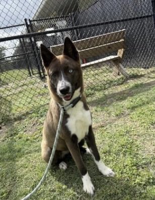 PawsnTails4TX's tweet image. 🙏🎉💞BIANCA has an adoption hold! Please keep sharing her as we know that the person may not show up to get her! Wishing the best for her and a great future! More details to follow as I receive them! 
🤞🏻🙏🎊BIANCA 
Houston #TX