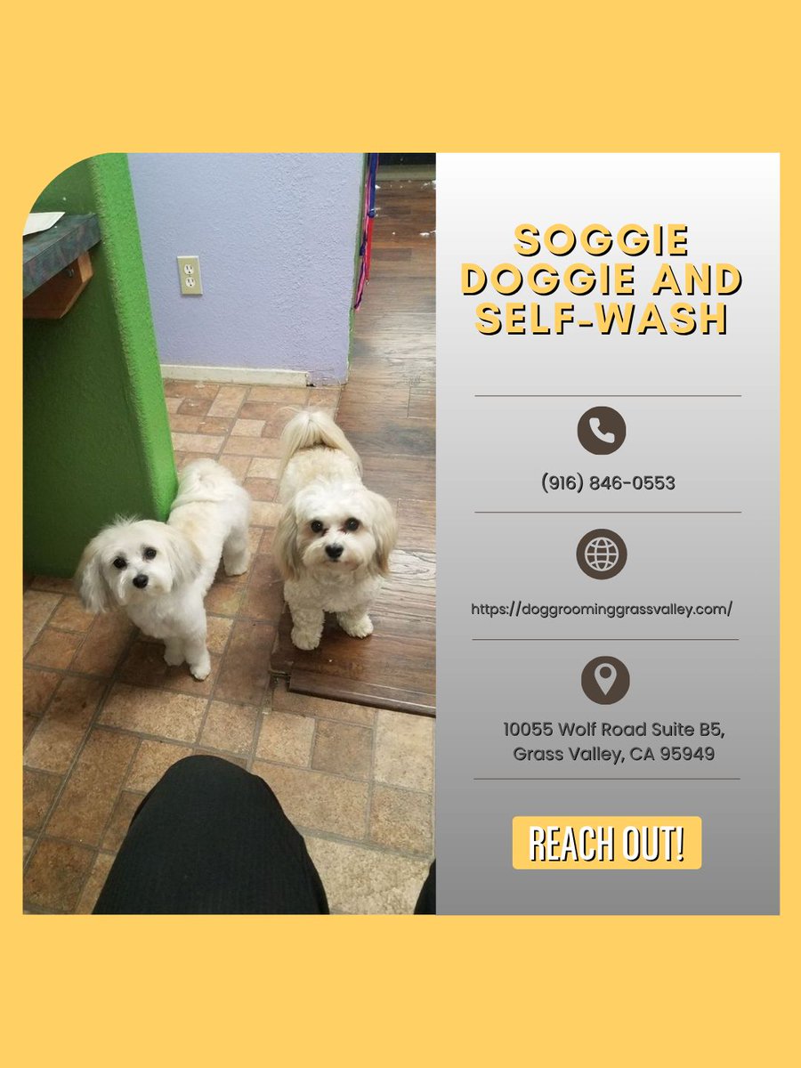 SoggieDoggie_'s tweet image. When life gets busy, we're here to help with reliable care. Our dog sitter service ensures your pet feels safe and loved while you're away. Contact us at (916) 846-0553 today to arrange care for your pup. 
#DogSitter #GroomingTime
doggroominggrassvalley.com/about_us
