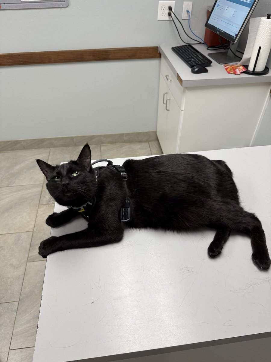 took my cat to the vet and he immediately flopped down on the exam table like this and started purring ??? what the hell is wrong with this man