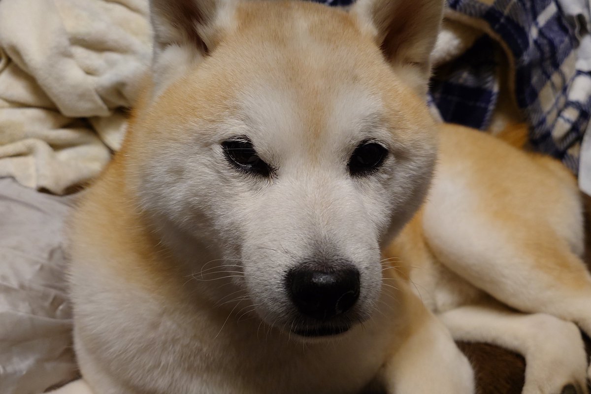 ひぐりゅ@アラド戦記 tweet media