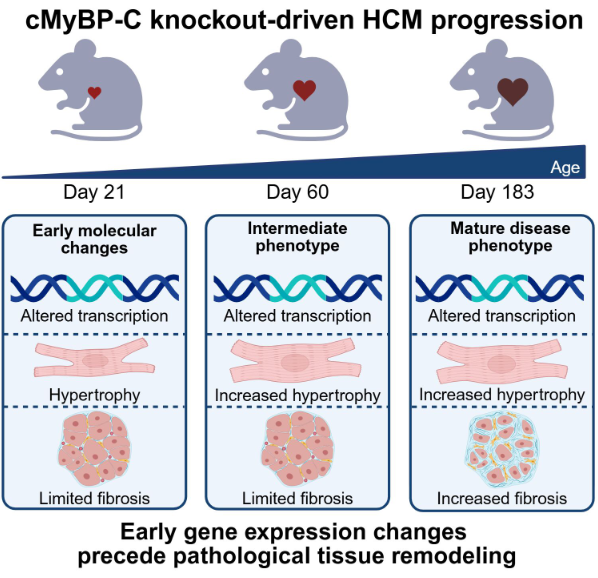 PhysiologicalG's tweet image. Check out the lastest work from the @WSUvetmed team! Early #fibrotic gene activation precedes structural remodeling in the heart of #cardiac myosin binding protein-C knockout mice (Kyrah Turner et al.):

ow.ly/57Gr50YRcPZ