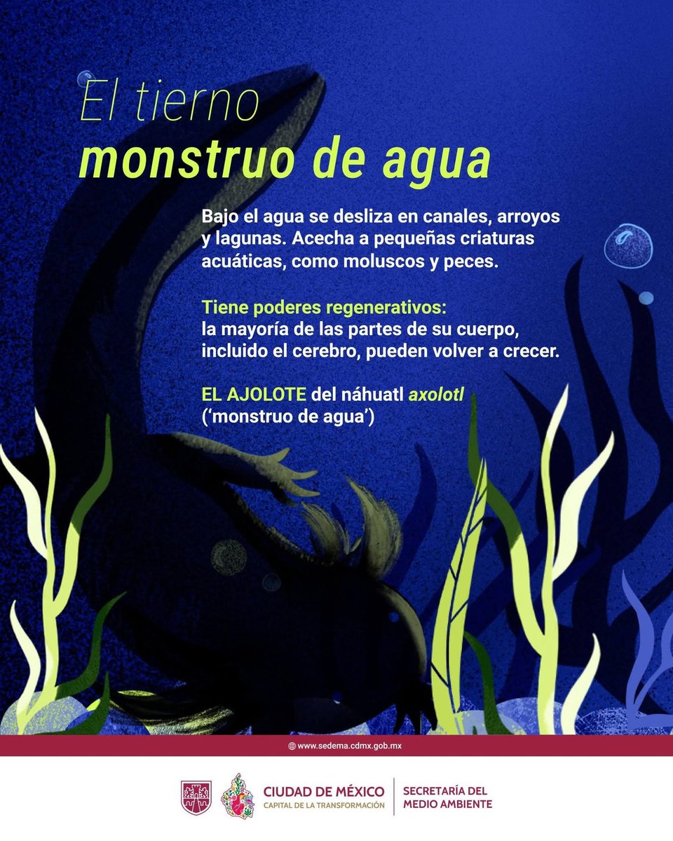 SEDEMA_CDMX's tweet photo. Hoy, en el Día del Anfibio, celebramos al ajolote, una de las especies más emblemáticas de México. Más que una especie, es un símbolo que nos conecta con nuestras raíces y nuestra biodiversidad.

Protegerlo no solo es cuidar a una especie única, sino preservar el equilibrio de la vida que compartimos.

1/5🧵