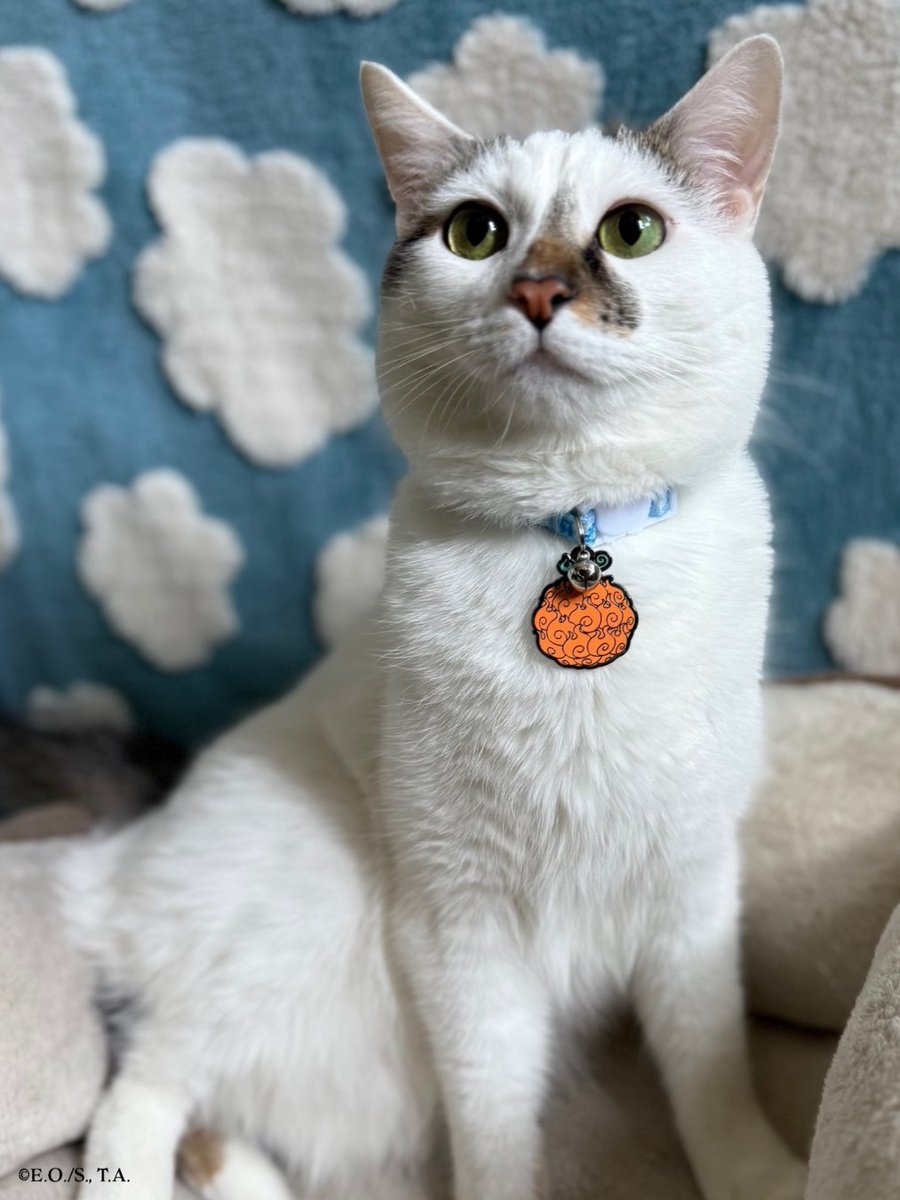 Pawsonify 🐾 tweet media