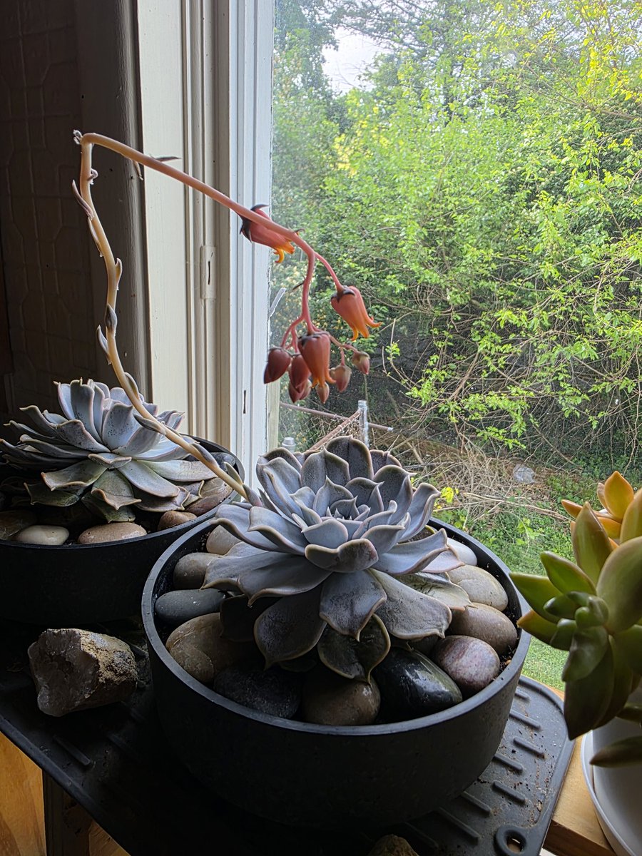 jiffytalking's tweet photo. I love my succulents in my kitchen! How about the shelf Snide made me, so I could display them!???? Love him!!! https://t.co/5gmizek5Vc