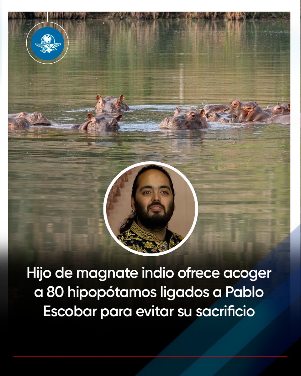 🦛🇮🇳🇨🇴 Anant Ambani, hijo del multimillonario indio Mukesh Ambani, ofreció acoger a 80 hipopótamos descendientes de los introducidos en Colombia por el narcotraficante Pablo Escobar

Ambani pidió formalmente al gobierno colombiano en un comunicado que suspenda la decisión