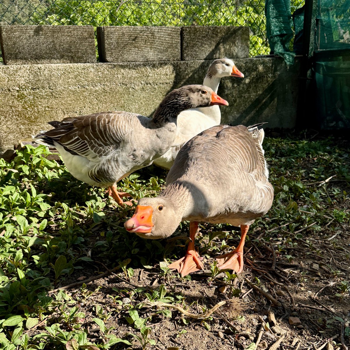 pa17sf's tweet image. Dino Quest #dino #quest