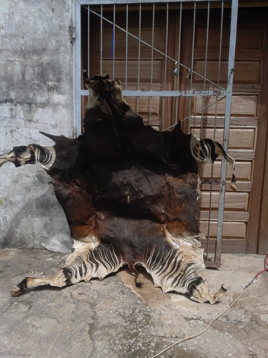 environews_rdc's tweet image. Conservation : Triste nouvelle à Yakoma (Nord-Ubangi), un okapi, espèce endémique et totalement protégée, a été tué après avoir été pris dans un piège au village Yenga. Sa viande a été distribuée dans les menages. La peau saisie par la police et une enquête est en cours. Les