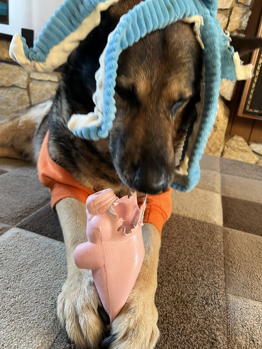 Retired PD Tomo tweet media