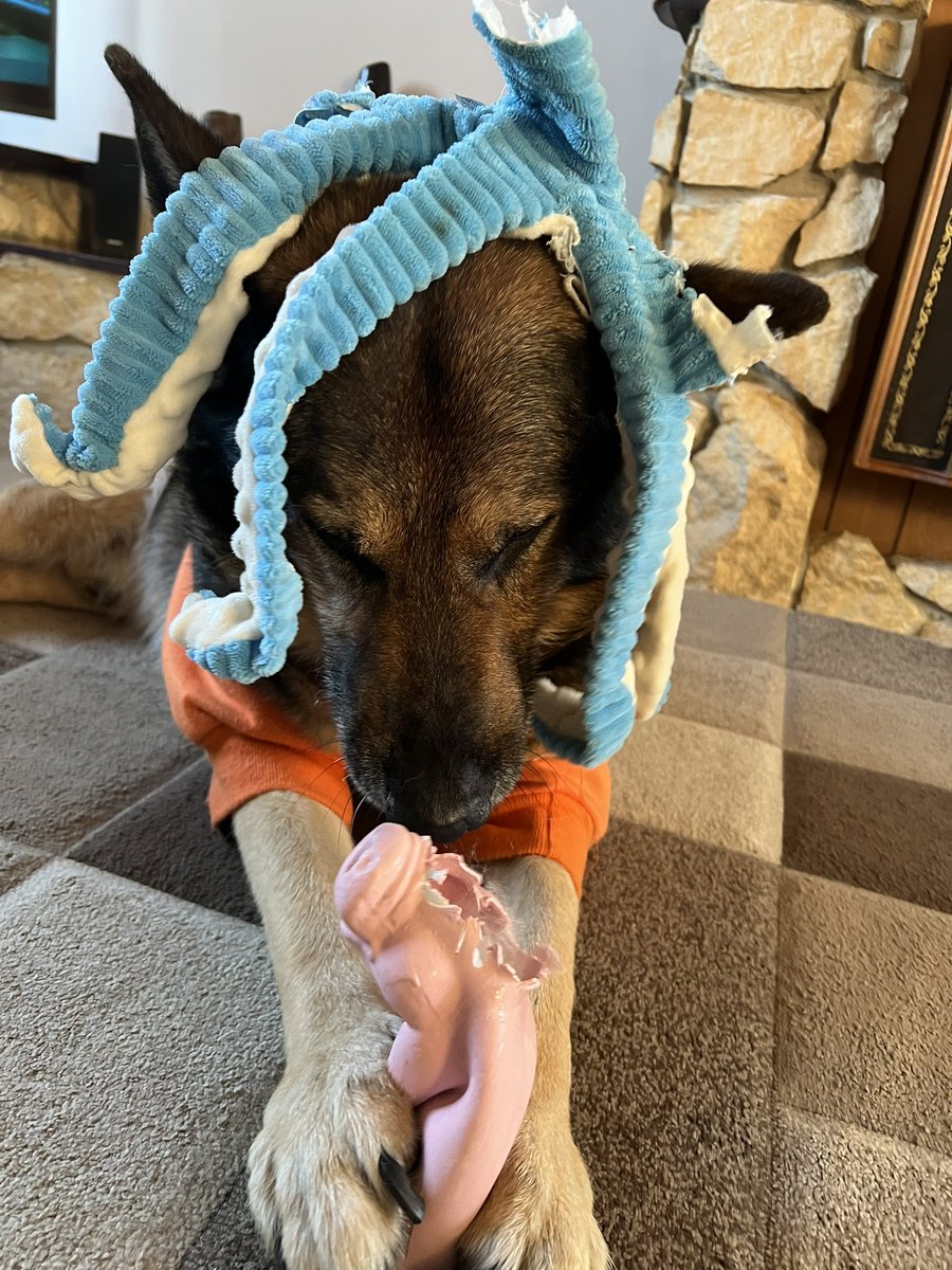 Retired PD Tomo tweet media