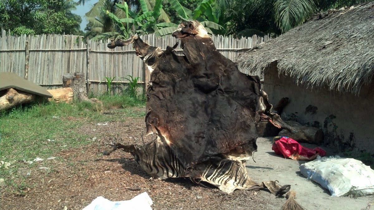 environews_rdc's tweet image. Conservation : Triste nouvelle à Yakoma (Nord-Ubangi), un okapi, espèce endémique et totalement protégée, a été tué après avoir été pris dans un piège au village Yenga. Sa viande a été distribuée dans les menages. La peau saisie par la police et une enquête est en cours. Les