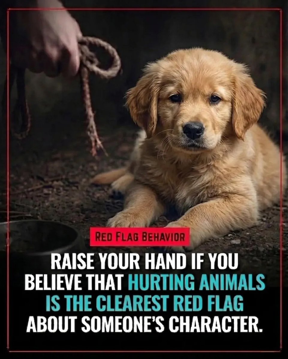 Paw Stories 🐾 tweet media