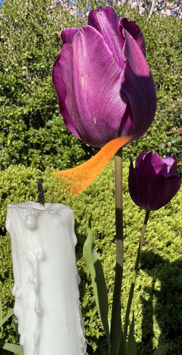 DrDMacaskill's tweet image. I light tonight‘s #CandleforCare with a focus on how critical it is that we recognise and reward #socialcare #workforce. They are the best of us. #carehome, #homecare #housingsupport. #CareCreates