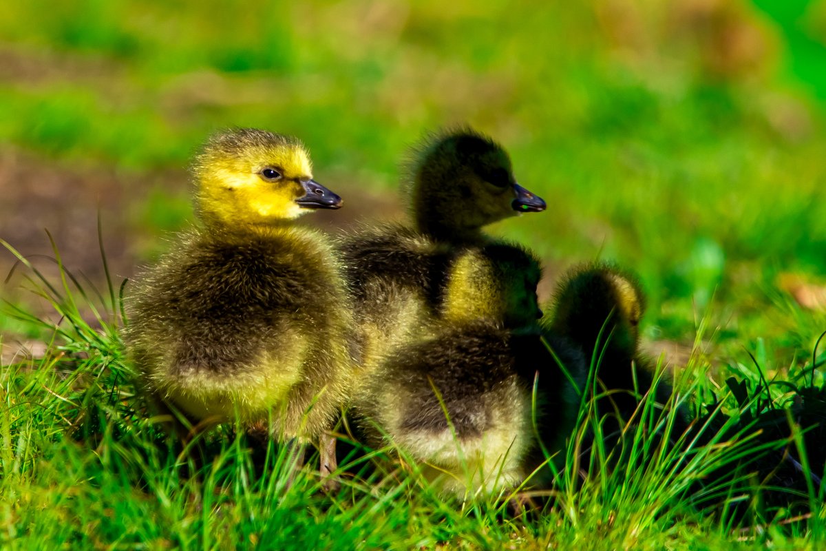 JoeGrins's tweet image. I love my local wildlife! Photoblog (Blue Lake)

joesnotesblog.com/blog/i-love-my…

#squirrels #naturephotography #babyanimals #birdphotography #turtles #canonusa #photography #naturephotos #wildlife #wildlifephotography #PNW #nature #naturelover #photoblog #birds #animals #canoncameras