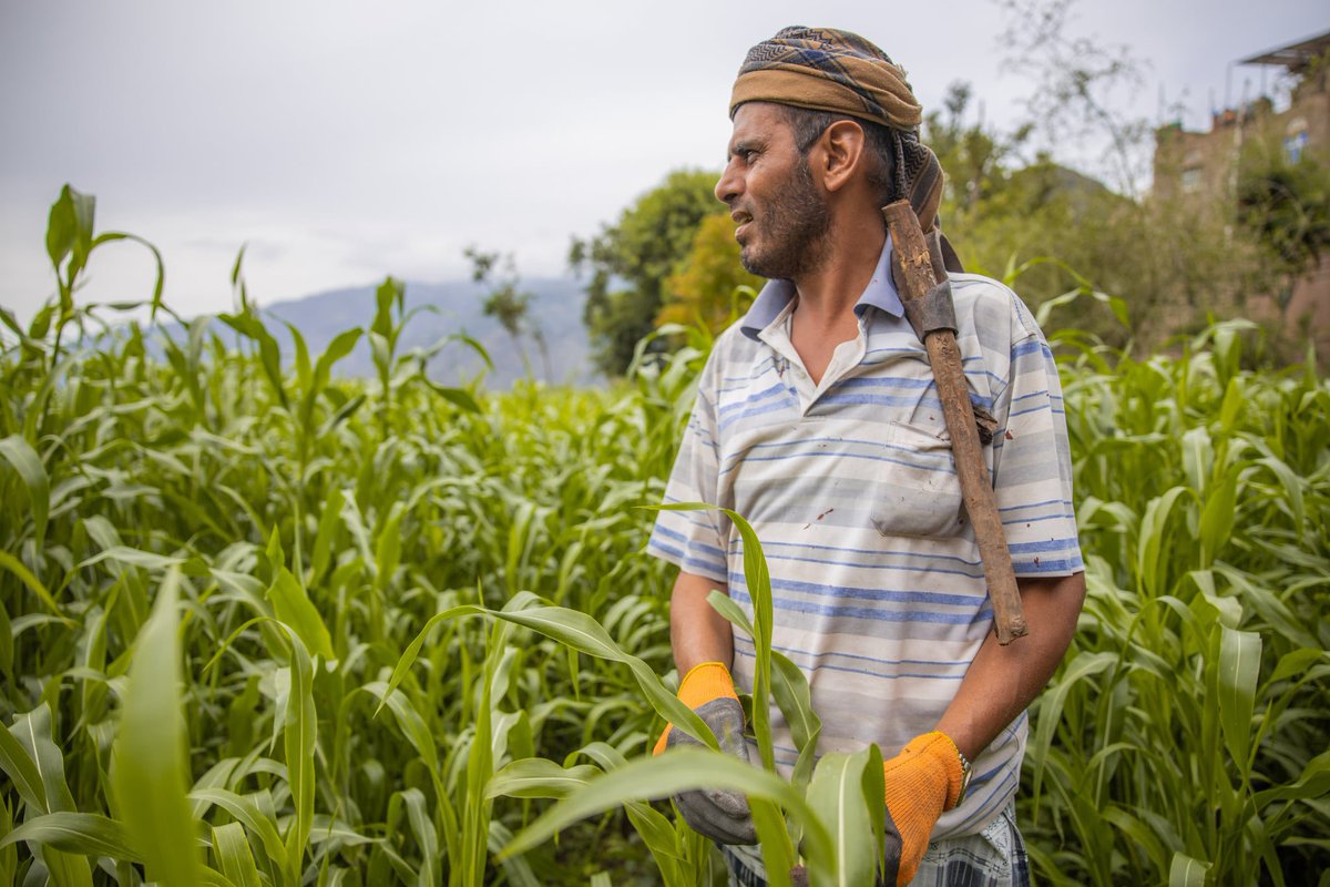 UNDPYemen's tweet image. .@UNDP’s #FSRRP has improved access to land resources for 17,249 farmers👩‍🌾👨‍🌾

This work is key to restoring farmlands &amp;amp; improving food security with @WorldBankMENA funding and in partnership with @SFDYemen @PWPYEMEN.

#LandResources #Agriculture