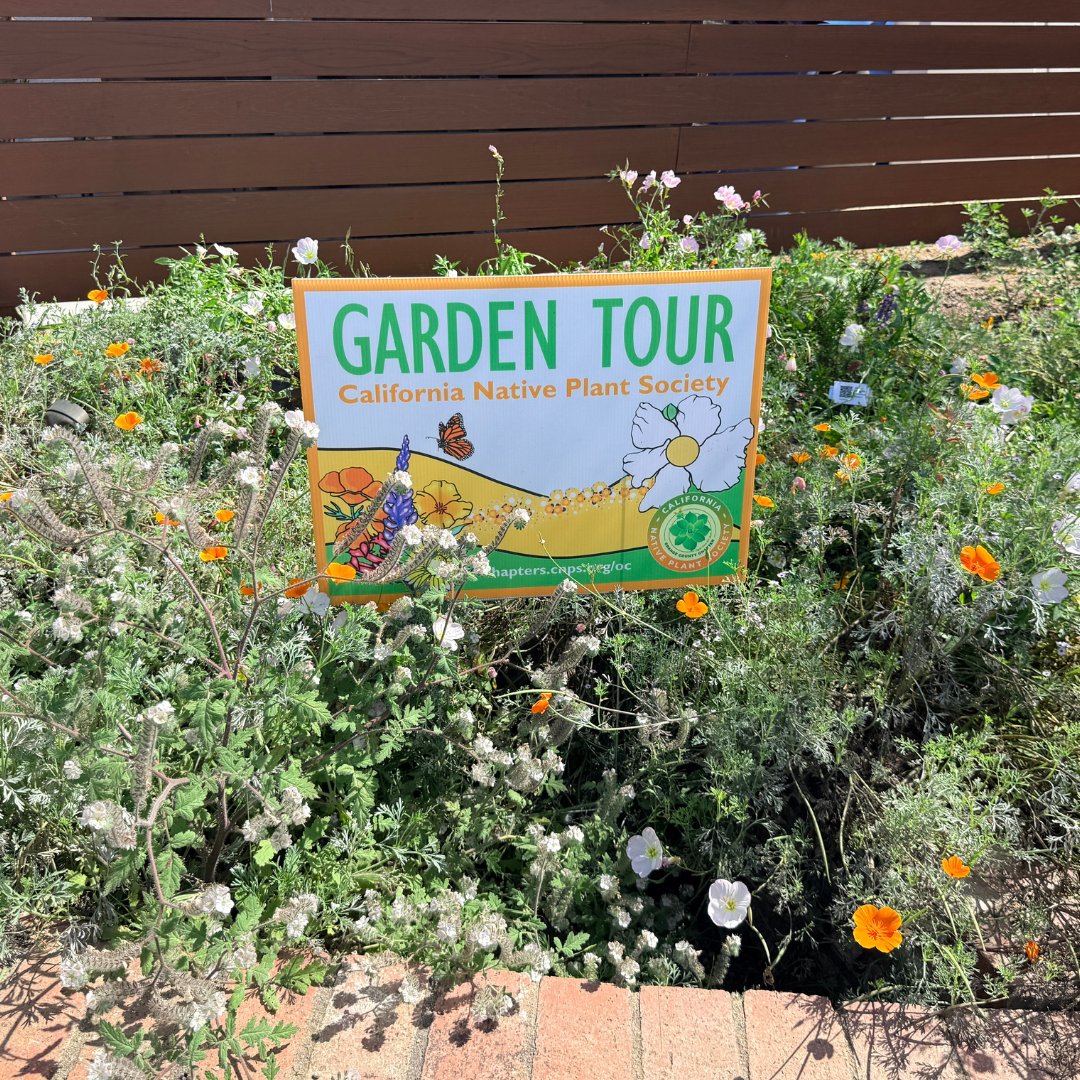 MWDOC's tweet image. 🌿 MWDOC was proud to support the @cnps_oc’s 24th Annual Orange County Native Plant Garden Tour, showcasing beautifully designed #Landscapes that highlight the power of California #NativePlants. 

Learn more about MWDOC’s rebates:
mwdoc.com/rebates