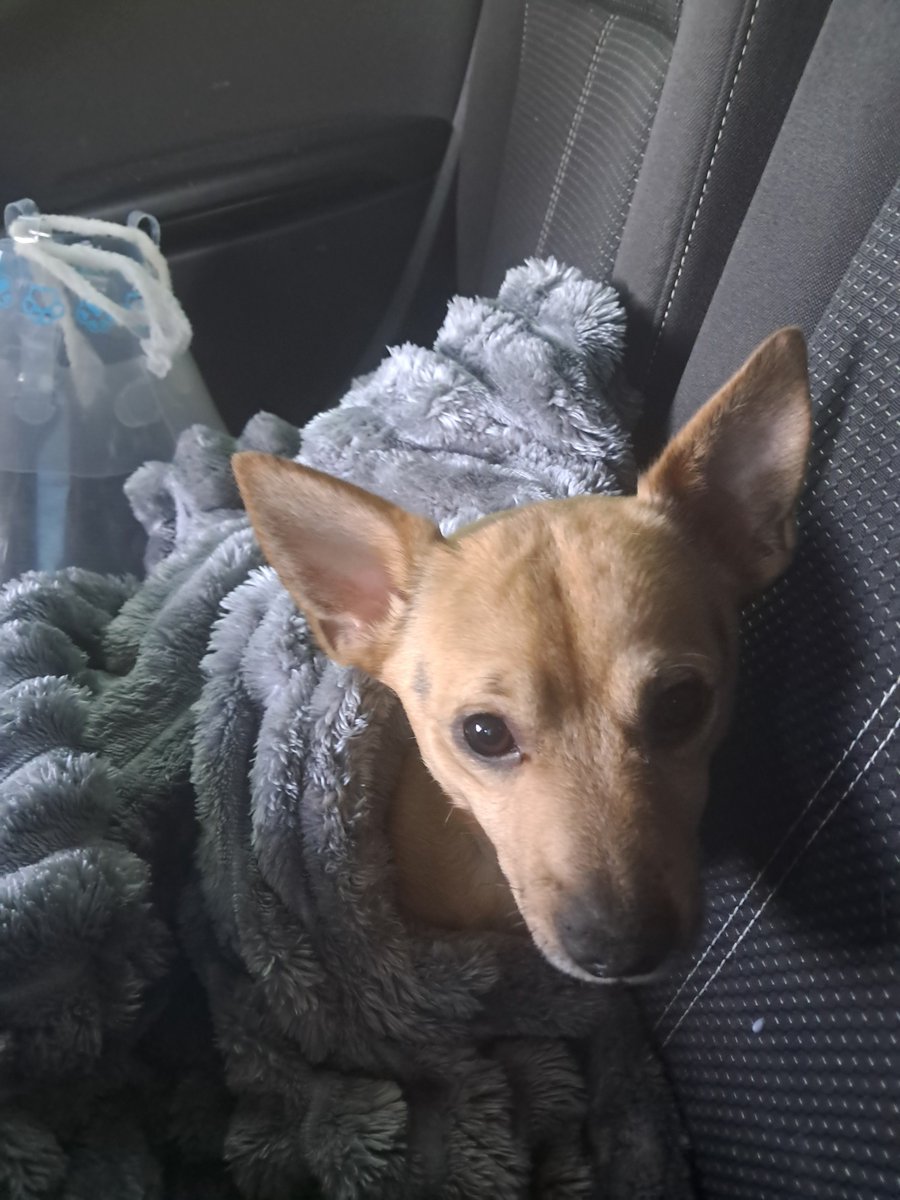 VIVI the Duchess, British and Proud 👸👑🇬🇧 tweet media