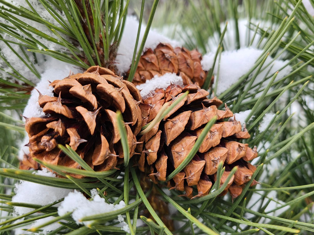 GregLionhart's tweet photo. #Pinecones #Spring #Snow #Hiking #MyPhoto #Photography https://t.co/saiIjPEN7E