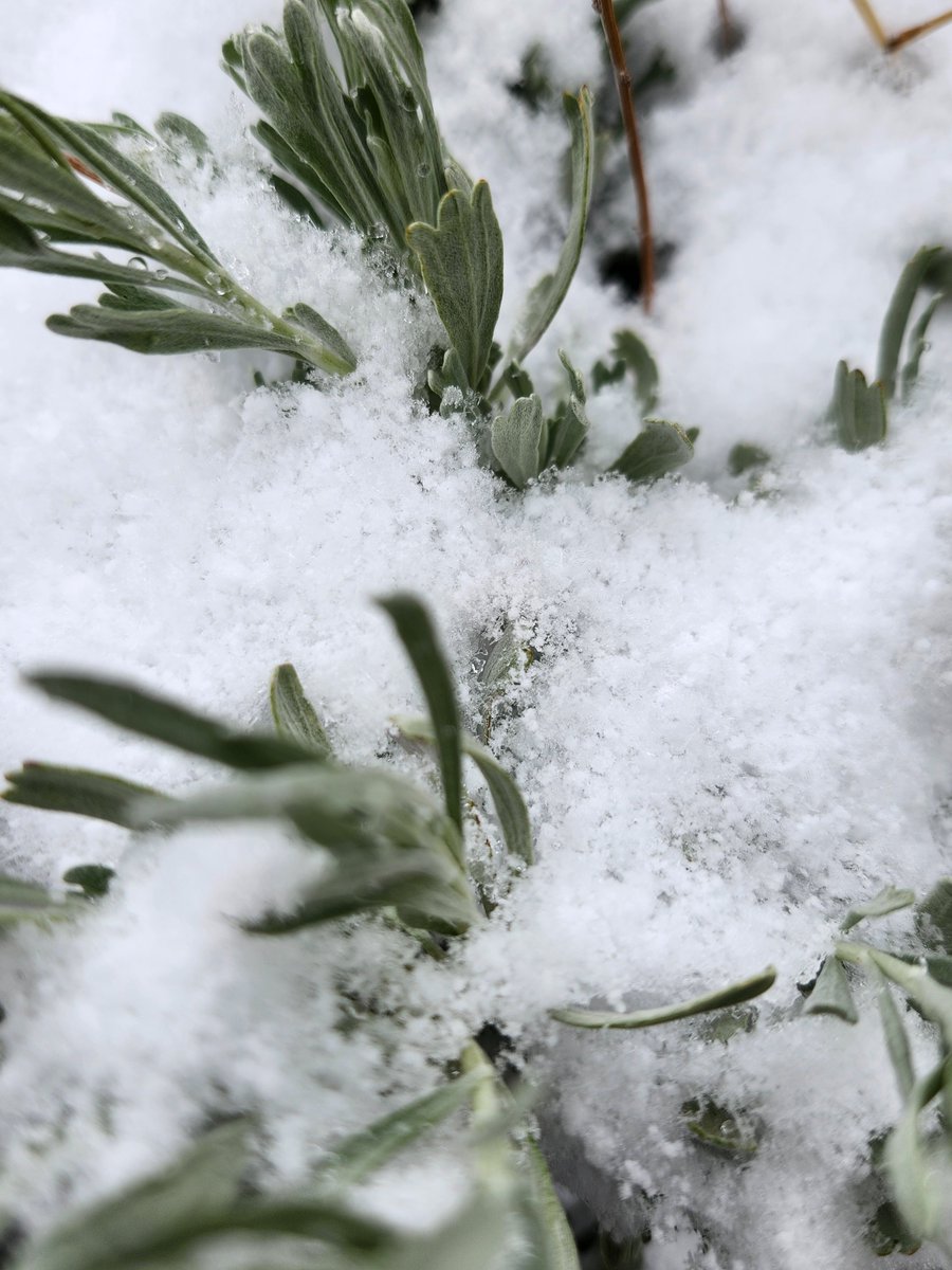 GregLionhart's tweet image. #Spring #Snow #Hiking #MyPhoto #Photography