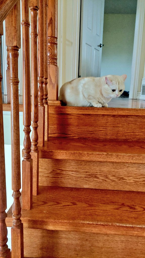 مرا آتش صداكن tweet media