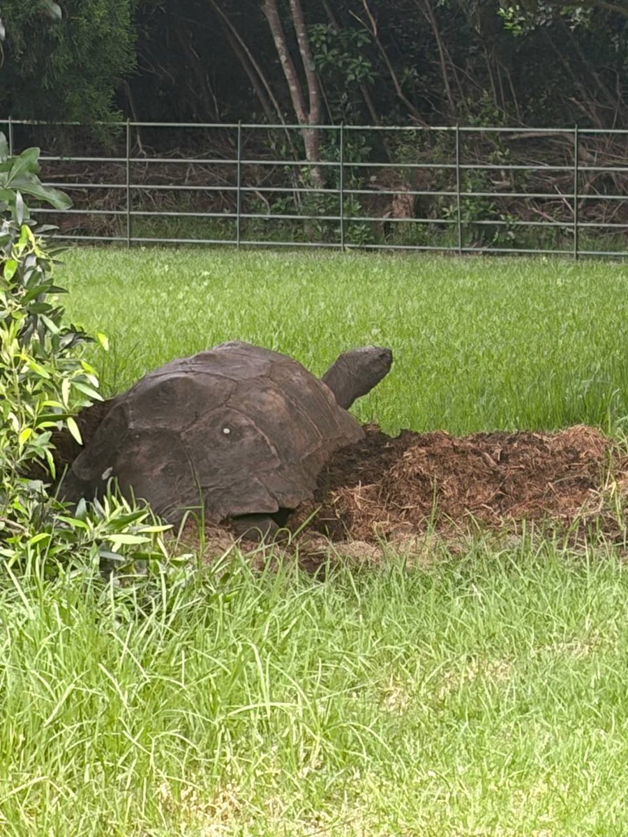 Jonathan The Tortoise (Worlds Oldest Animal) tweet media