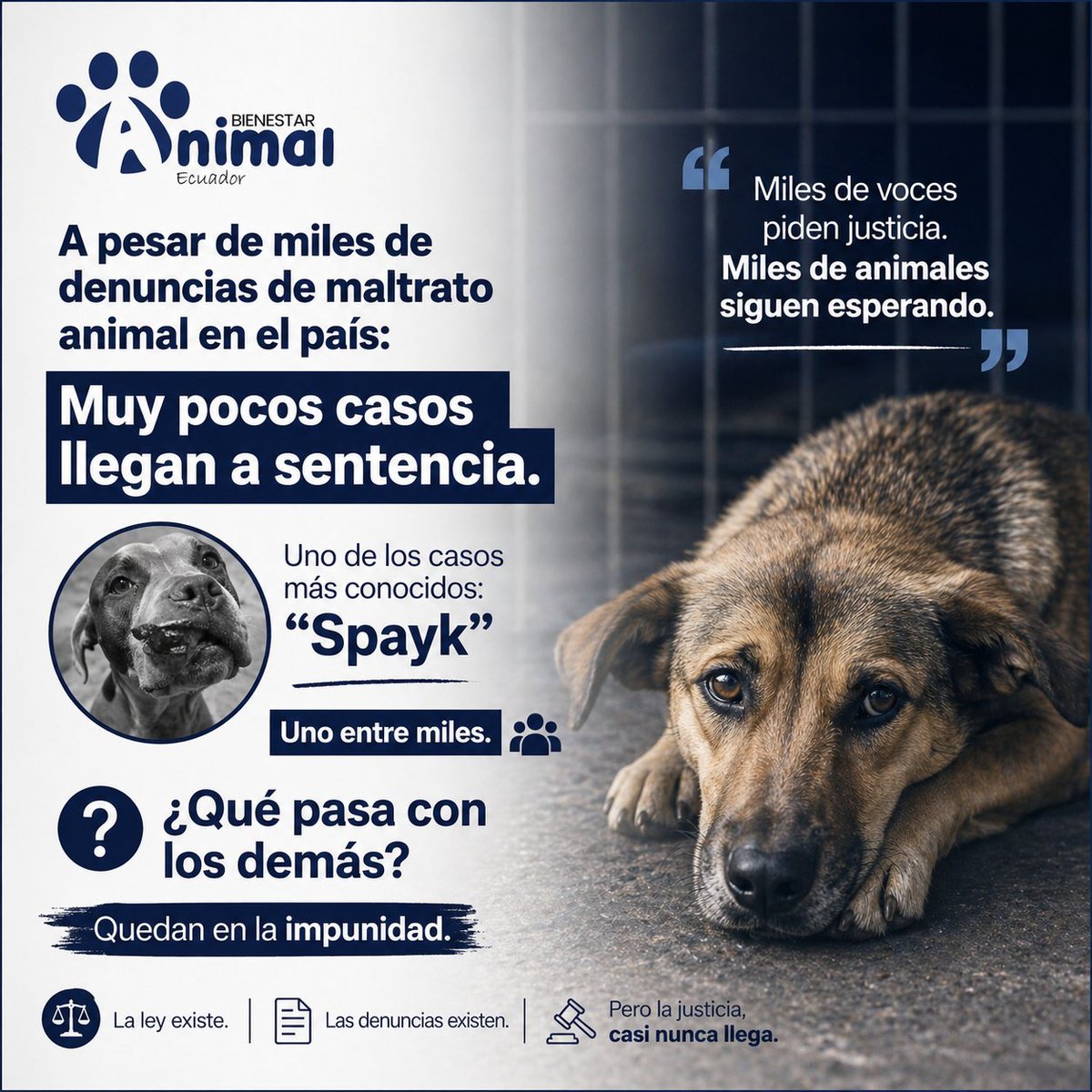 Bienestar Animal Ecuador tweet media