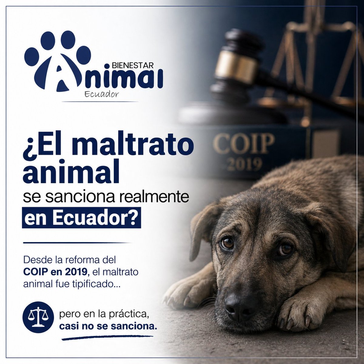 Bienestar Animal Ecuador tweet media