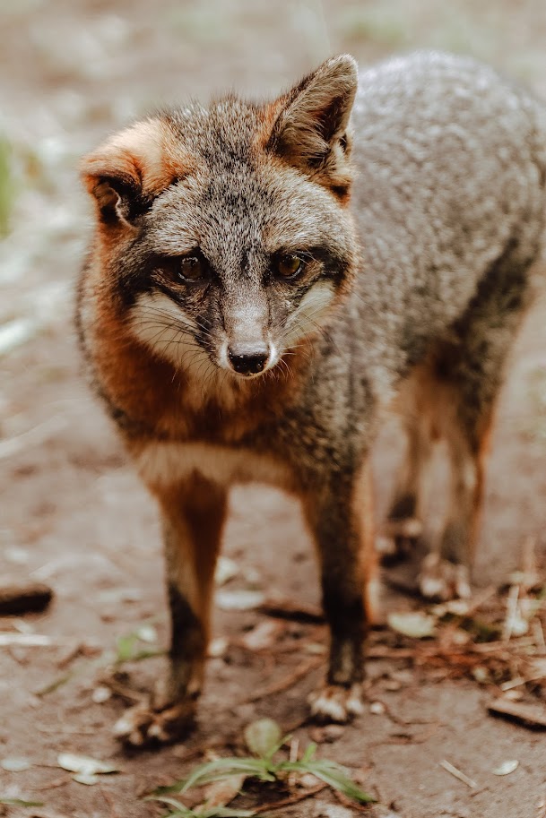 BuschWildlife's tweet photo. Gray Fox Fun Facts!

🐾Gray foxes are the only canine in North America that can climb straight up and down trees
🍎They are omnivorous, meaning that they eat both plants and meat
🦊Gray foxes have black-tipped tails

Check out our Sly Foxes education program: Tuesdays @ 12:30 PM https://t.co/LCfuq8O0Ej