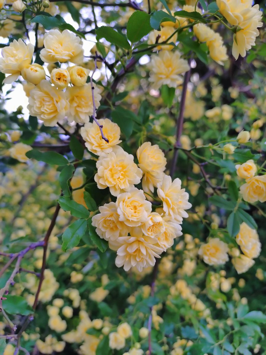 アサヒ☆ﾐ(あわいの🍄) (@asahi317) on Twitter photo 