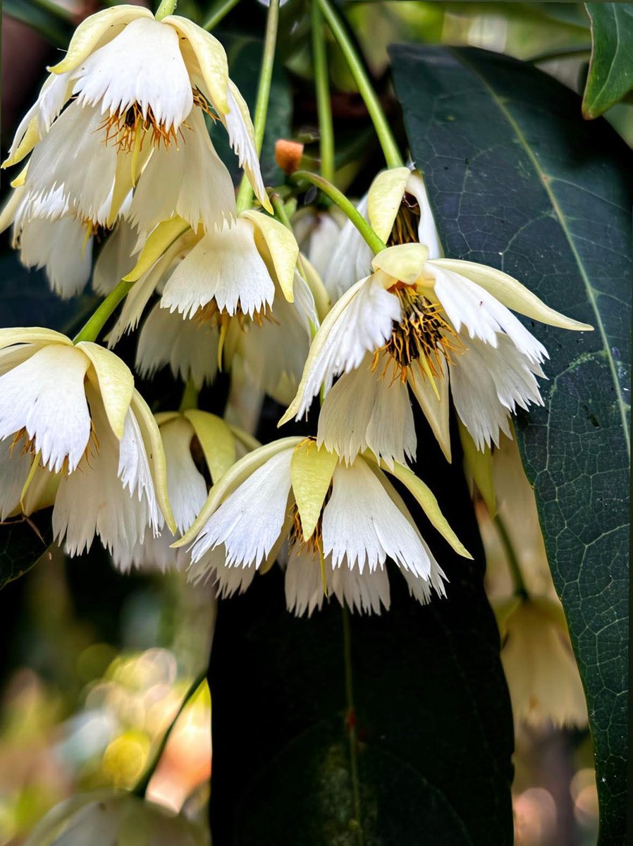 กรมอุทยานแห่งชาติ สัตว์ป่า และพันธุ์พืช tweet media