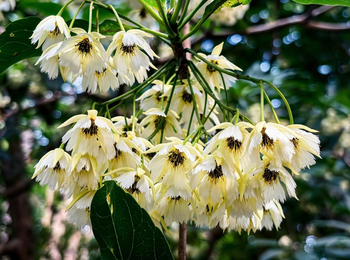 กรมอุทยานแห่งชาติ สัตว์ป่า และพันธุ์พืช tweet media