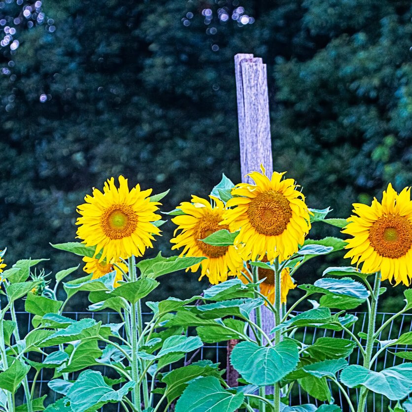 giveashitnature's tweet photo. A single sunflower hosts 69 species of moth and butterfly caterpillars. Begonias and pansies host none.

Helianthus is what ecologists call a keystone genus, which means it supports a disproportionate share of the food web. 

Plant one sunflower and you've installed an apartment building for native bees, beetles, hoverflies, and the specialist sunflower bees that exist nowhere else in your ecosystem. 

Plant 10 of them along a fence line and you've built infrastructure that supports an entire backyard food web for the cost of a seed packet.

A few rules: leave the stalks standing through winter so native bees can nest in the hollow stems. 

Cut them to 12 to 18 inches in late spring after the next generation emerges. 

And buy native varieties when you can. Pollenless ornamental sunflowers were bred for cut-flower bouquets and feed almost nothing.

The flower bed you've been planting with begonias has been an ecological dead zone. Ten sunflowers fixes it for three dollars.