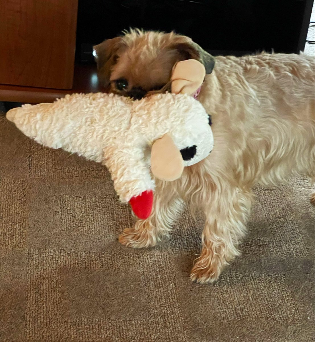 Yorkie7's tweet image. ℍ𝕒𝕡𝕡𝕪 𝕋𝕦𝕖𝕒𝕕𝕒𝕪!!

Good day to hang out with my friend Lambchop. 
It’s squeaker doesn’t work anymore cos I’m the queen of making those stop!🤣♥️👑

Have a great day, friends!

#HappyTuesday
#Trixie