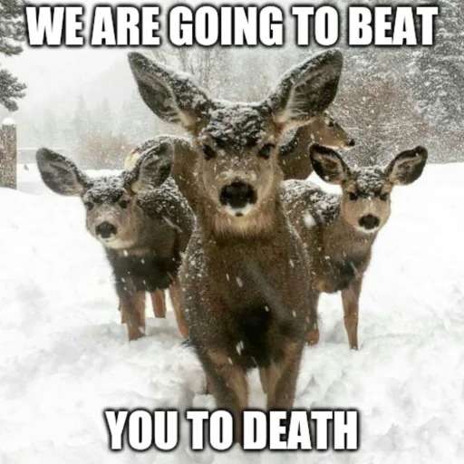 Tinydeerposts🏳️‍⚧️🦌 KandiDeerRaver tweet media