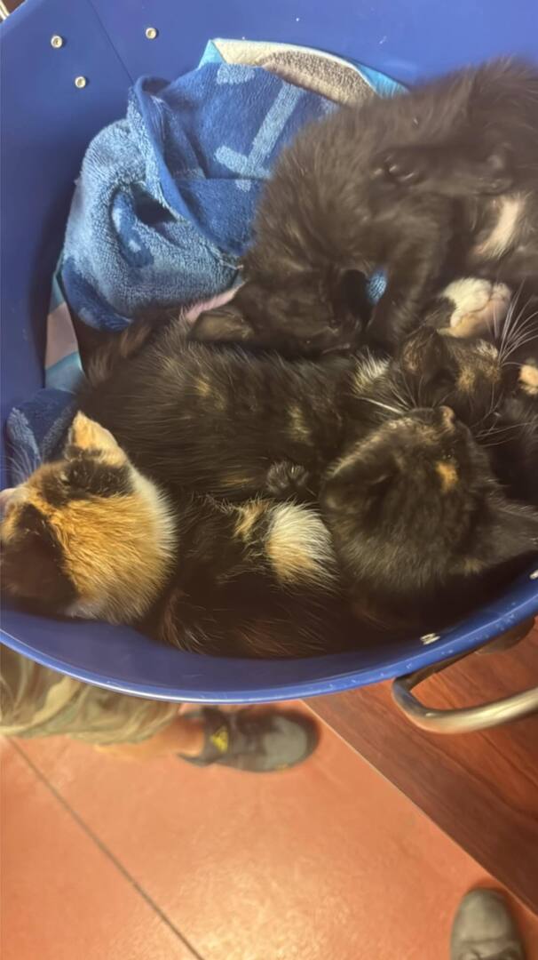 cobbkitties's tweet photo. ‼️RESCUE AND PLEDGES NEEDED ‼️ 4 FOUR WEEK OLD KITTENS WITH URI SYMPTOMS ‼️ 

These 4 sick babies came in on 4/25 and need rescue ASAP. The shelter is no place for sick babies!

2 calico
1 tortie
1 black

Goal $600

NAME: 
RESCUE ONLY: y
COMBO STATUS:
AG… https://t.co/xeKS1FfDxu https://t.co/3llyBBmYa4