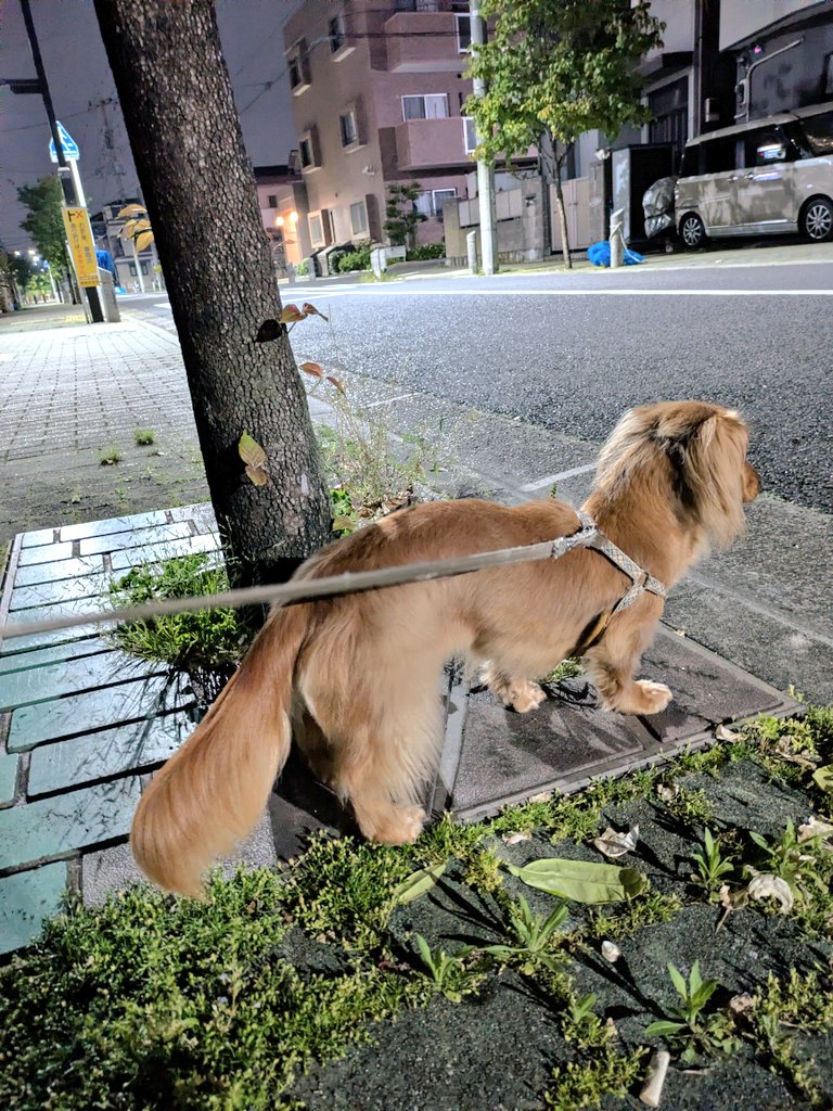 ちゃろ父さん（旧ポポ父さん） tweet media