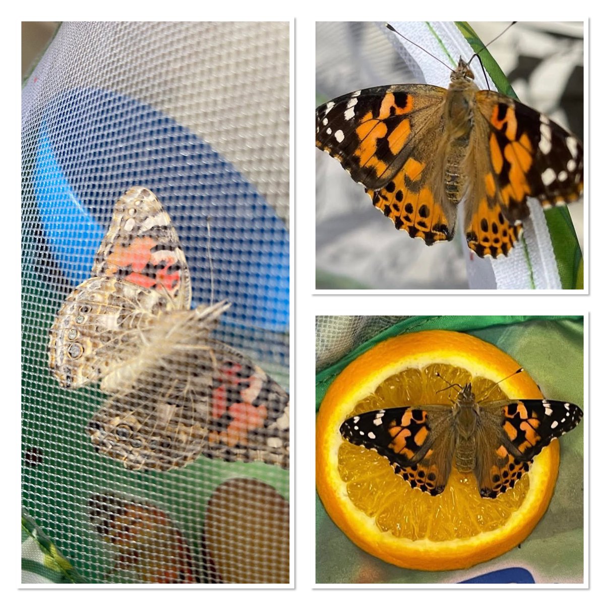 GreenacresLtd's tweet image. Look what we have in Lions1! Our butterflies are now out of their cocoons. We really enjoyed learning about the life cycle of a butterfly. Time to let them go but what a perfect way to end our growing topic!
We will be sure to take lots of photos for the big #butterfly release…