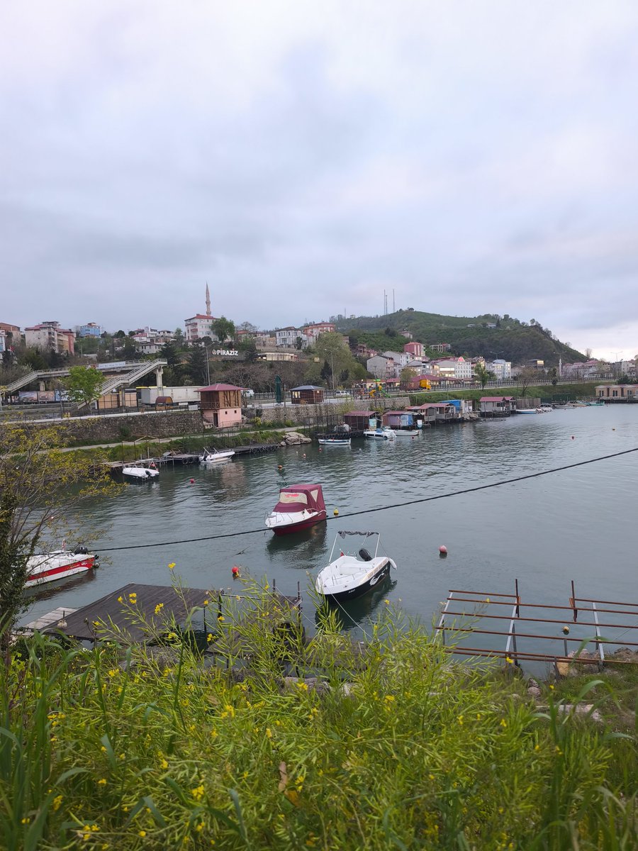 Elif Bayrak tweet media