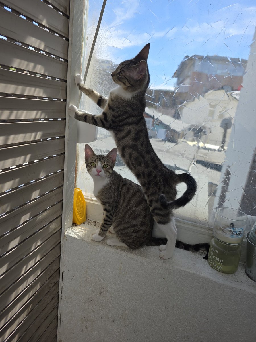 EvilDevilMoni's tweet photo. Hallo zs, leider hört man nicht so viel von uns ich bin nicht so der Mensch der regelmäßig iwie und iwo etwas postet aber wir können mit Sicherheit sagen das es Strozzi, Hektor und Miguel bei uns sehr gut geht und sie sich sehr wohl fühlen 😍 @TinkerBell_just #nordstadtkatzen https://t.co/wdQRSvmuoG