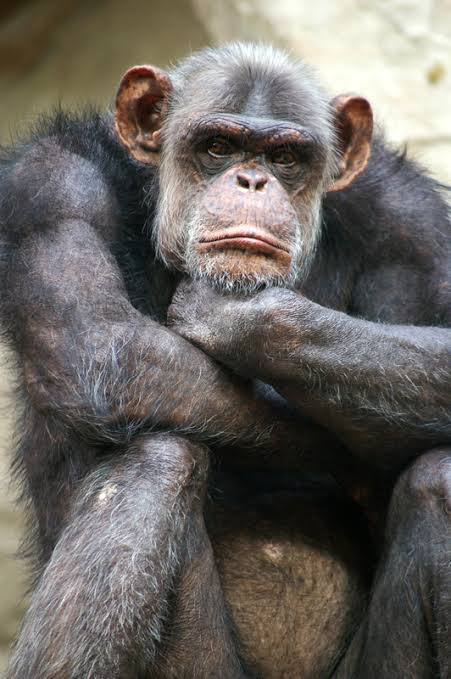 La Honte de l'Afrique tweet media