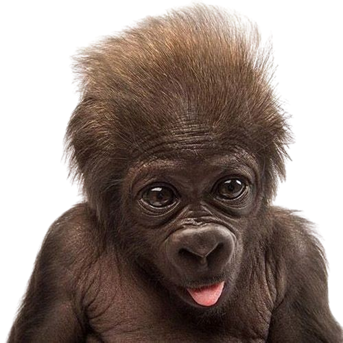 Tiny Gorilla tweet media